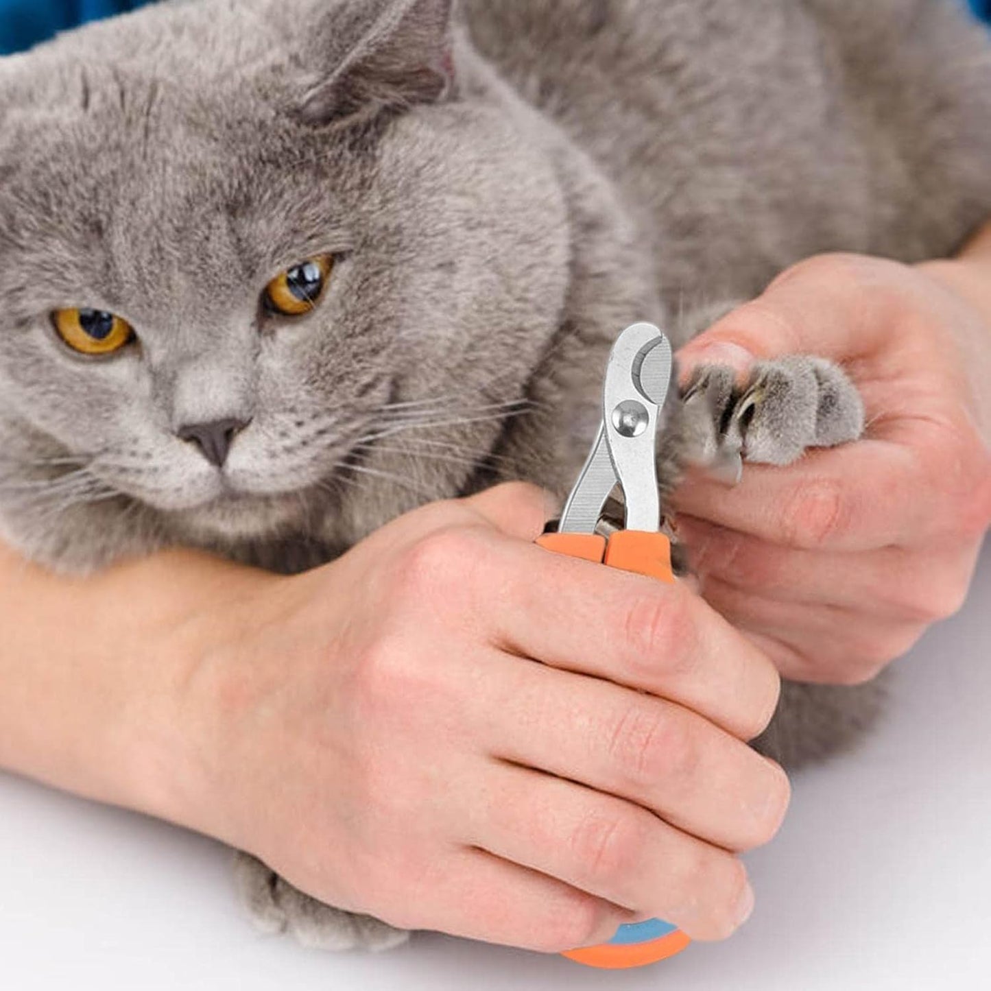 Coupe Ongle pour Chat - PetCatNailScissor™ - Orange Bleu - Minou Majesté